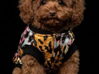 Kıvırcık Tokyo Poodle