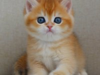 Şaheser Gibi Golden Ny12 British Shorthair 