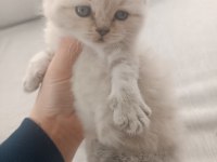 British longhair ve shorthair bluepoint