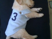 Golden Retriever Adrese Teslim Hizmetimiz Vardır