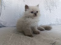 Irk garantili british longhair bebeklerim