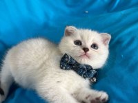 Scottish Fold Erkek Yavrumuza Yuva Uyguna