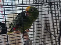 Sarı Alınlı Amazon Papağanı (Amazona Ochrocephala)