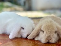 Hollanda teddy lop Beyaz Mavi göz tavşan