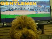 Kore yavrusu a kalite toy poodle red brown dişi erkek