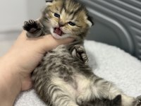 Tabby cinsi scottish fold kızımız yuvasını arıyor