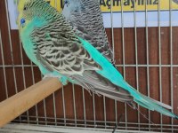 Yavru Show Jumbo Muhabbet Kuşlar