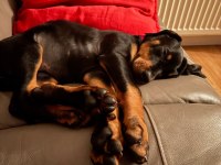 Asosyalseniz Dobermana İhtiyacınız Var
