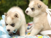Husky yavruları