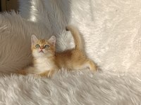 British shorthair golden oğlumuz