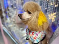 Secereli Anneden Toy Poodle Yavru