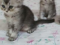 Sahiplenme chinchilla