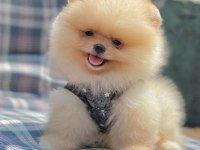 Safkan Pomeranian Boo Yavrularımız
