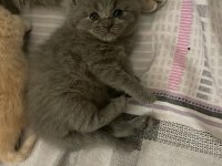 Scottish fold yavrularımız yeni sahiplerini bekliyor