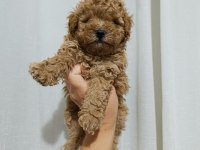 Poodle bebeklerimiz