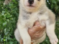 Renk Renk Husky yavrularımız