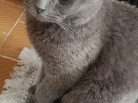 1 yaşında scottish fold