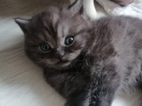 2 Aylık british shorthair
