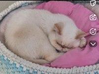 Exotic Shorthair Red Point Dişi
