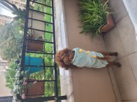 Akıllı oyuncu sağlıklı sevgi dolu bir aile poodle
