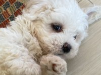 2.5 aylık 0 numara maltipoo max 3 kg olur