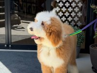 Çift Renk Kahve Beyaz Giant Dev Poodle Yavrular
