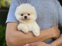 Üst kalite Pomeranian Boo