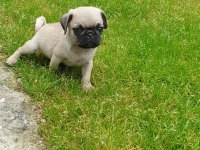 Harika pug bebekler