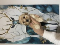 Kaliteli poodle bebeklerimiz