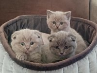 Scottish Fold Yavrularımız
