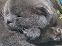 Scottish fold yavru