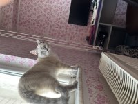 british shorthair kedim evde bebek olduğu için koydum