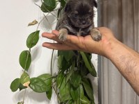 MİNİCİK MUTLULUK TEACUP ŞİVAVA YAVRULARI