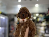 Birbirinden güzel toy poodle bebekler
