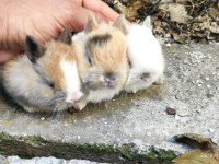 hollanda cüce bebek tavşanlar