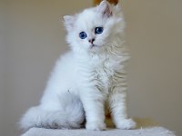 Anne baba şecereli british longhair