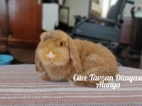 Cüce lop/miniatur lop cüce tavşan çiftliği