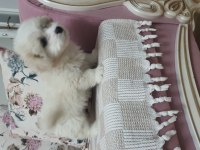 Pamuk Gibi Boncuk Gözlü Minik Köpeğimiz