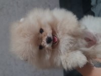 Show kalite pomeranian boo