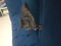 Maine Coon 7 Aylık Erkek
