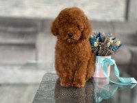 Poodle Bebekler