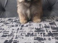 Pomeranian bebekler