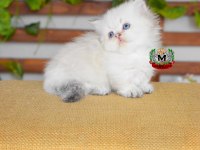 MUNCHKİN CÜCE KEDİMİZ ERKEK POİNT