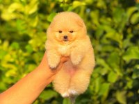Ayıcık surat pomeranian boo
