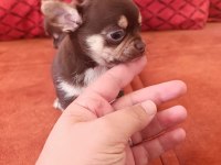 Orjinal elma kafa çikolata renk chihuahua