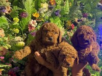 Toy poodle yavrularımız