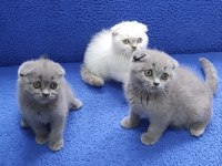 İstanbul içi 7/24 Adrese teslim scottish fold ponçikler