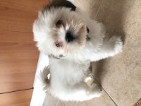 Shih tzu aslan