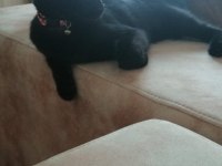 Cins kediden farksiz tekir kedi
