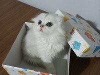 Mükemmel sıfır kulak scottish fold longhair bebeğim